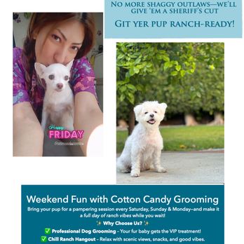 Cotton Candy Cut - Pet Groomers Near Me Cotton Candy Cut - Pet Groomers Near Me
