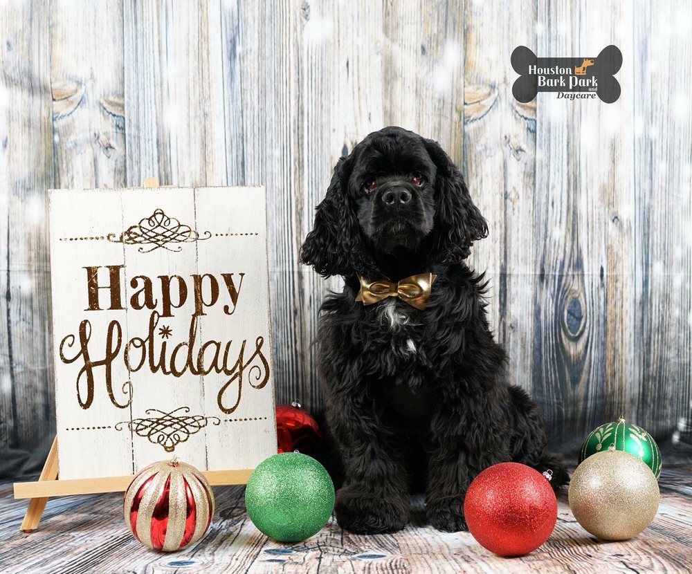 houston bark park maxie