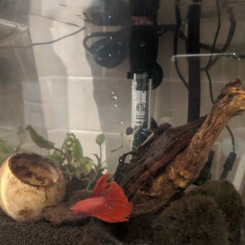 Aquatek Tropical Fish - The lil guy and gravel, plants and decor they set me up with. Tank was a gift from elsewhere. - Local Fish Stores Near Me - Austin, Texas Aquatek Tropical Fish - The lil guy and gravel, plants and decor they set me up with. Tank was a gift from elsewhere. - Local Fish Stores Near Me - Austin, Texas
