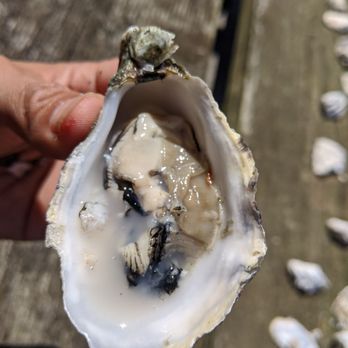 Taylor Shellfish Farms - Seafood Markets Near Me - Bow, Washington Taylor Shellfish Farms - Seafood Markets Near Me - Bow, Washington