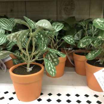 Michaels - Michaels Santee March 2021. Cute mini plants - Arts & Crafts Near Me - Santee, California