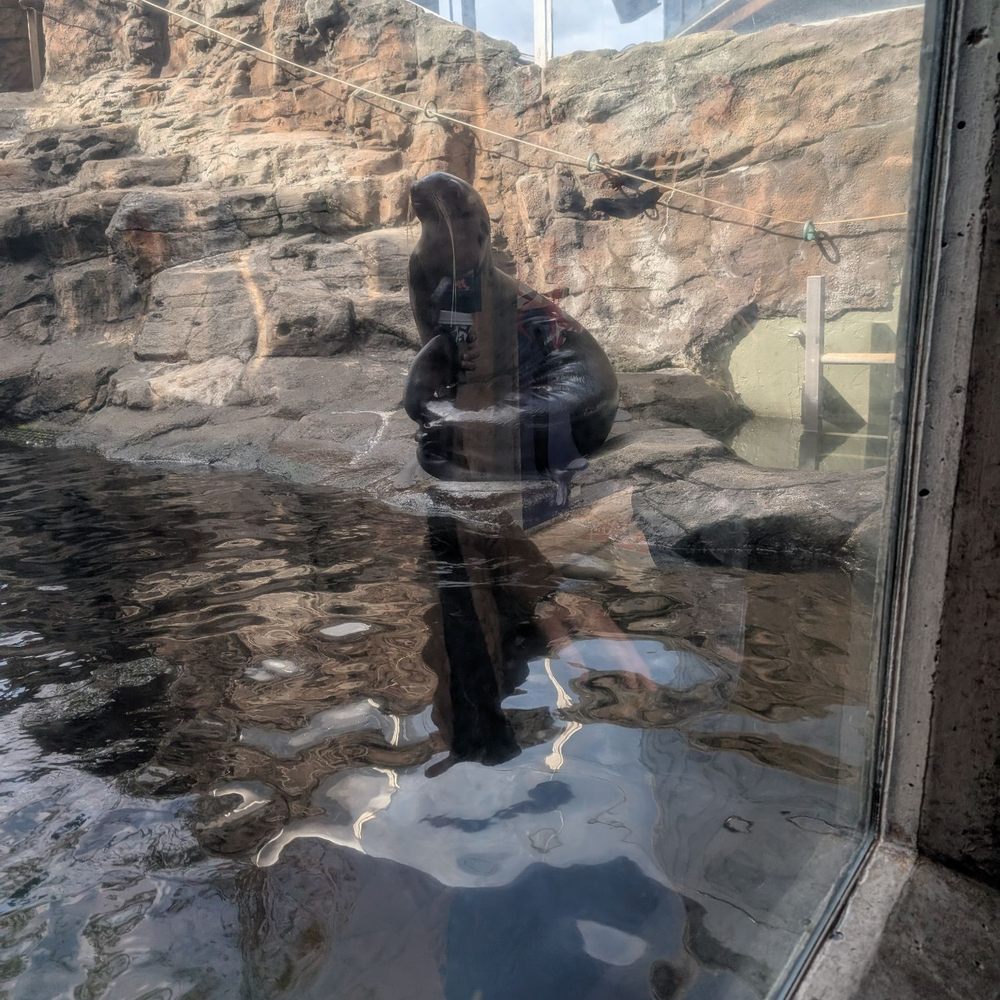 Seattle Aquarium - This was Chiidack I think is how you spell it. He was doing circles for awhile then climbed up on the rock - Aquariums Near Me - Seattle, Washington Seattle Aquarium - This was Chiidack I think is how you spell it. He was doing circles for awhile then climbed up on the rock - Aquariums Near Me - Seattle, Washington
