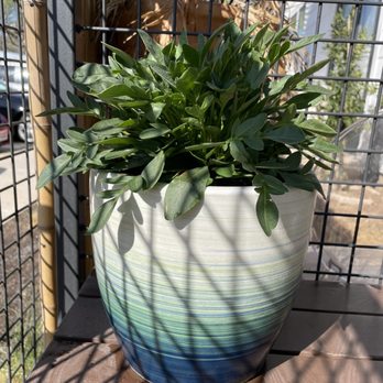 The Great Outdoors - Full sun plant and pot - Nurseries & Gardening Near Me - Austin, Texas