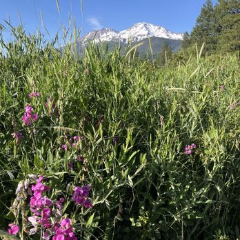 Sisson Meadow - Some wildflowers - Parks Near Me - Mount Shasta, California