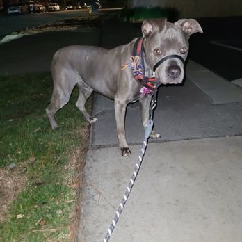 Barkhaus Petsitters - My happy pit - Pet Sitting Near Me