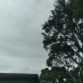 Tree and Palm Service - Tree trimming complete - Tree Services Near Me - Clearwater, Florida Tree and Palm Service - Tree trimming complete - Tree Services Near Me - Clearwater, Florida