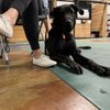 Anna Feller K9 Training & Adelhorst Kennels gift card