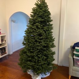 This tree is probably around 7'4"!! ($60!!!) This tree is probably around 7'4"!! ($60!!!)