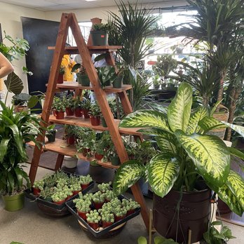 Fresh Indoor Plants - Indoor Landscaping Near Me - Ontario, California