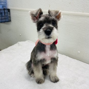Espino Grooming - After - Pet Groomers Near Me Espino Grooming - After - Pet Groomers Near Me