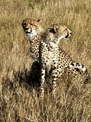 Africa Adventure Consultants by null