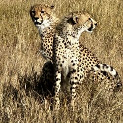 Africa Adventure Consultants