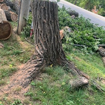 Independence Power & Light - Massive stump left. - Utilities Near Me Independence Power & Light - Massive stump left. - Utilities Near Me