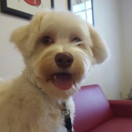 Chloe after she was groomed :) Chloe after she was groomed :)