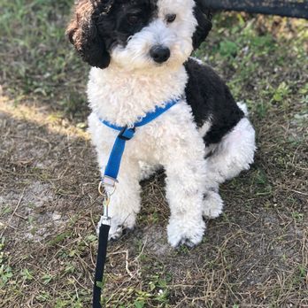 VIP Services - Pet Sitting Near Me - Fort Myers, Florida