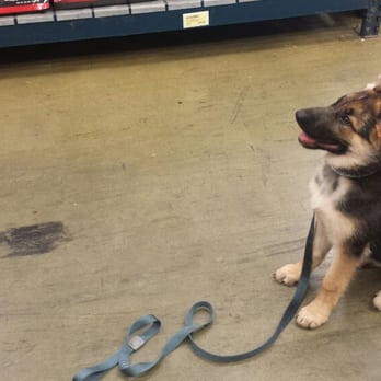 Crystal Clear Canine - Pet Training Near Me