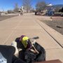 Photo of Good Buddy Dog Training