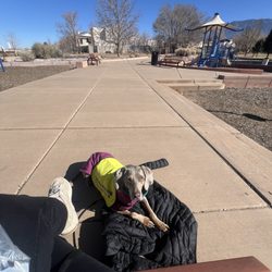 Good Buddy Dog Training