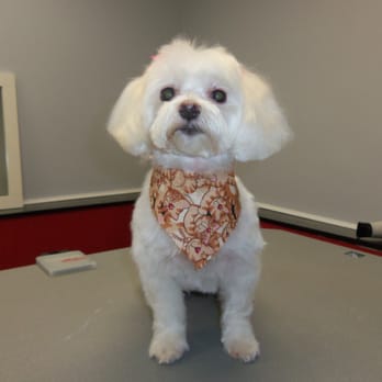 MuddyPaws Pet Spa - Daisy Mae after her Spa Day, what a cutie! - Pet Groomers Near Me - Morris, Illinois
