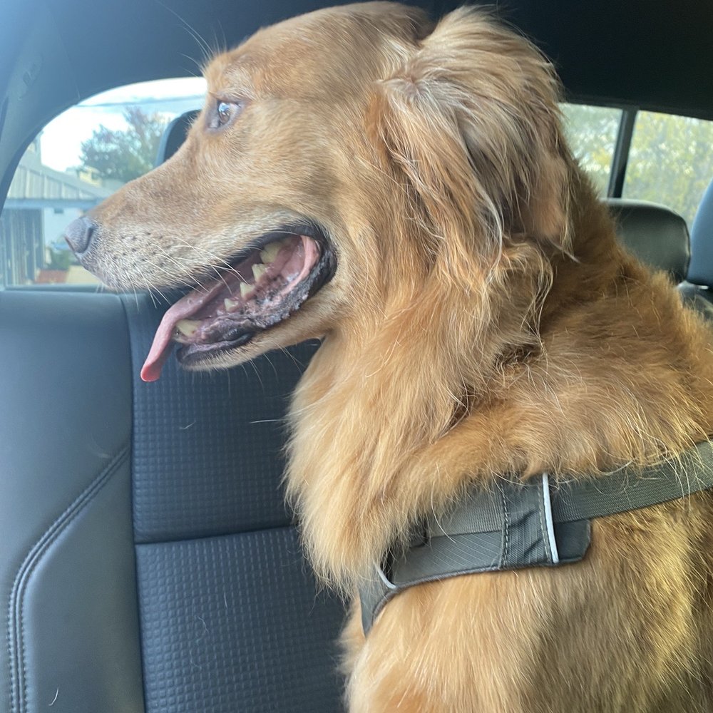 Picking up our pup from Fur Oak Groomers! Picking up our pup from Fur Oak Groomers!