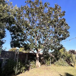 After - shaped nicely and now allows wind through the tree! After - shaped nicely and now allows wind through the tree!