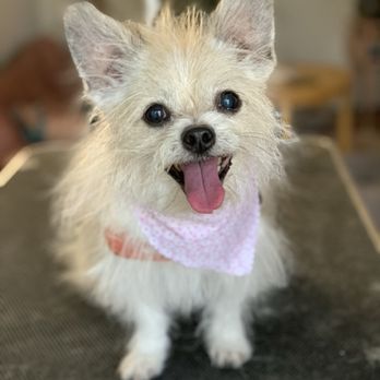 Gemcore Veterinary Services - My sweetest little girl Lola - Veterinarians Near Me - Chatsworth, California