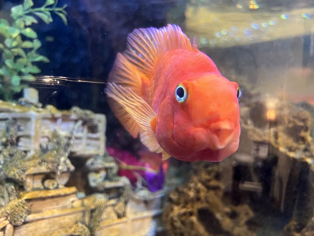 DICUS FAMILY DENTISTRY Updated August 2024 17 Reviews 15 Mccabe