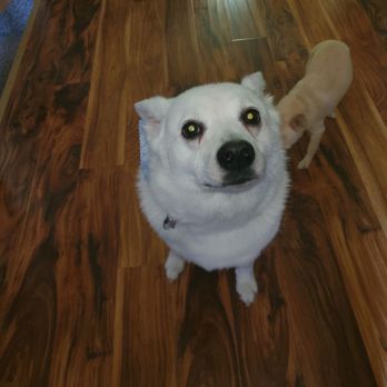 The Paw Spa - Annie looks so beautiful - Pet Groomers Near Me - Kaysville, Utah The Paw Spa - Annie looks so beautiful - Pet Groomers Near Me - Kaysville, Utah