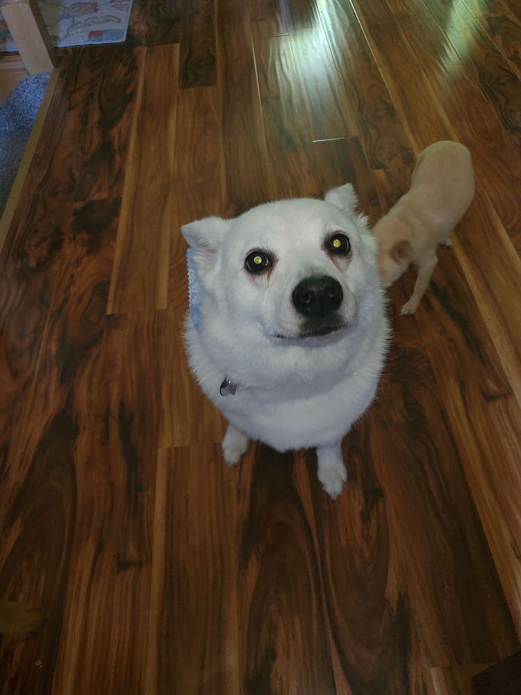 THE PAW SPA Updated May 2024 23 Reviews 66 S Main St, Kaysville