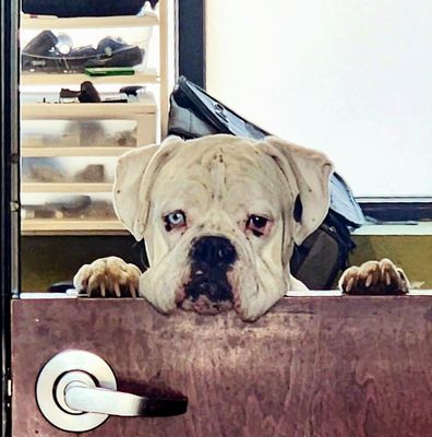 Soggy Paws Mobile Grooming