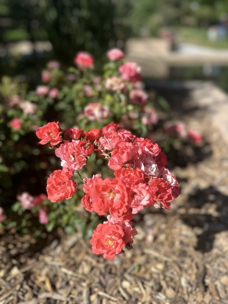 Social spots from UNM Duck Pond