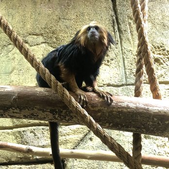 Rainforest Adventures - Zoos Near Me - Sevierville, Tennessee Rainforest Adventures - Zoos Near Me - Sevierville, Tennessee