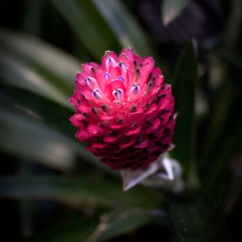 Lincoln Park Conservatory - "Pinecone" Flower - Parks Near Me - Chicago, Illinois
