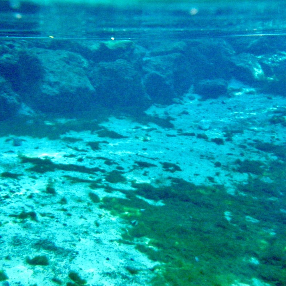 Three Sisters Springs - Three Sister springs - Tours Near Me - Crystal River, Florida Three Sisters Springs - Three Sister springs - Tours Near Me - Crystal River, Florida