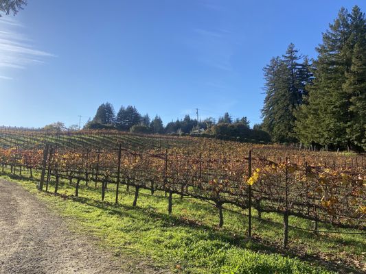 Windy Oaks Winery by null