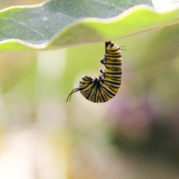 Botanical Building - Monarch Caterpillar preparing to transform into a Chrysalis - Botanical Gardens Near Me - San Diego, California