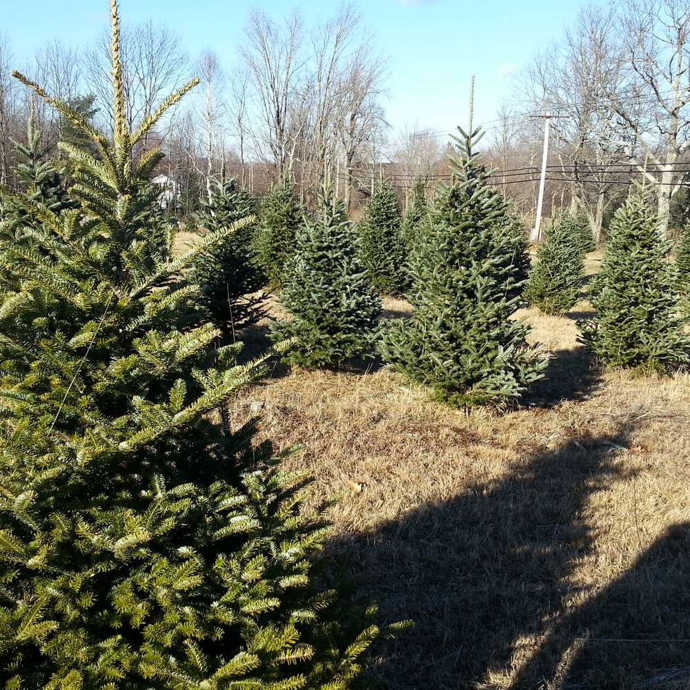 Pumpkin Hill Farm - Acres of Christmas Trees! - Home Decor Near Me - Phillipston, Massachusetts Pumpkin Hill Farm - Acres of Christmas Trees! - Home Decor Near Me - Phillipston, Massachusetts