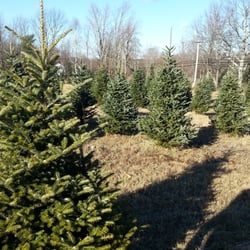 Pumpkin Hill Farm - Acres of Christmas Trees!