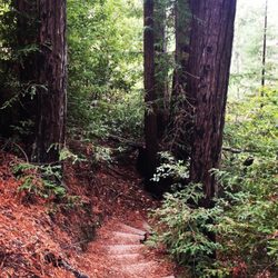 Bon Tempe Lake - Start to climb. Through redwoods.