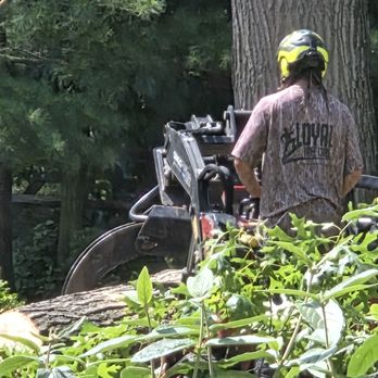 Loyal Tree Care - Tree Services Near Me Loyal Tree Care - Tree Services Near Me