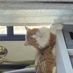 Johnson Creek Veterinary Services
