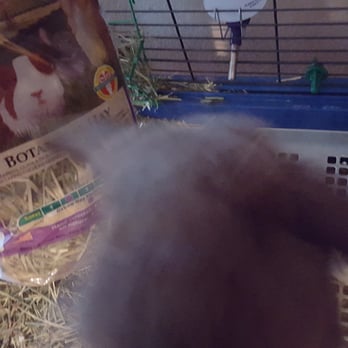 PetSmart - Gimme hayyyy - Pet Stores Near Me - Concord, California