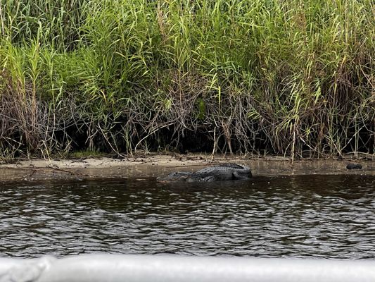 Lone Cabbage Fish Camp by null