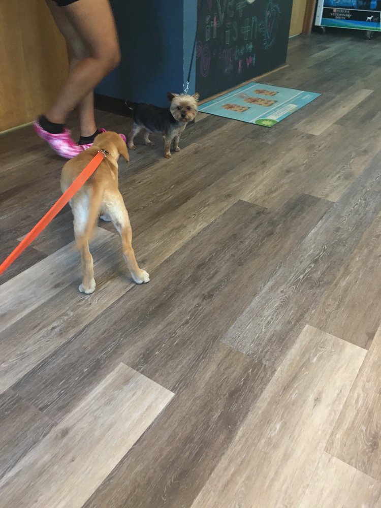 PLAINS VETERINARY HOSPITAL Updated July 2024 20744 Old Scenic Hwy