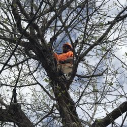 AJ's Tree & Snow Removal