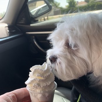 Starbucks - Miss Beth, loves her PUP CUP!!! Thank you Yuli and Starbucks Tulare. Bardsley & Mooney!!! Best Service EVER!! - Coffee & Tea Near Me - Tulare, California Starbucks - Miss Beth, loves her PUP CUP!!! Thank you Yuli and Starbucks Tulare. Bardsley & Mooney!!! Best Service EVER!! - Coffee & Tea Near Me - Tulare, California