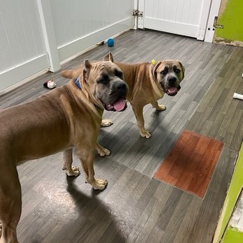 Amber's Luxury Pet Hotel - Pet Boarding Near Me - Corona, California Amber's Luxury Pet Hotel - Pet Boarding Near Me - Corona, California