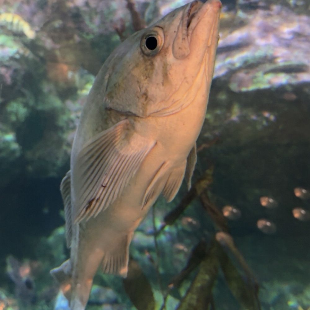 Seattle Aquarium - Aquariums Near Me - Seattle, Washington Seattle Aquarium - Aquariums Near Me - Seattle, Washington
