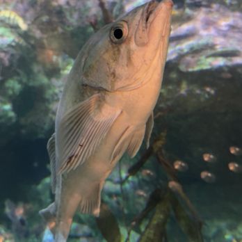 Seattle Aquarium - Aquariums Near Me - Seattle, Washington