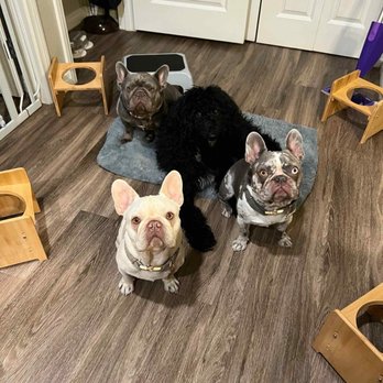 Bing Zo & Co - My new friends! - Pet Training Near Me - Las Vegas, Nevada Bing Zo & Co - My new friends! - Pet Training Near Me - Las Vegas, Nevada
